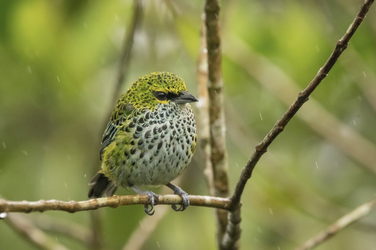 Speckled Tanager - ML622108216