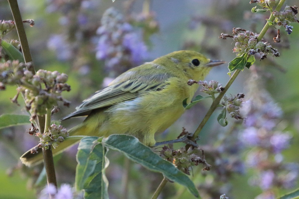 Yellow Warbler - ML622108218