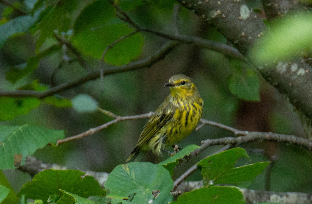 Cape May Warbler - ML622108219