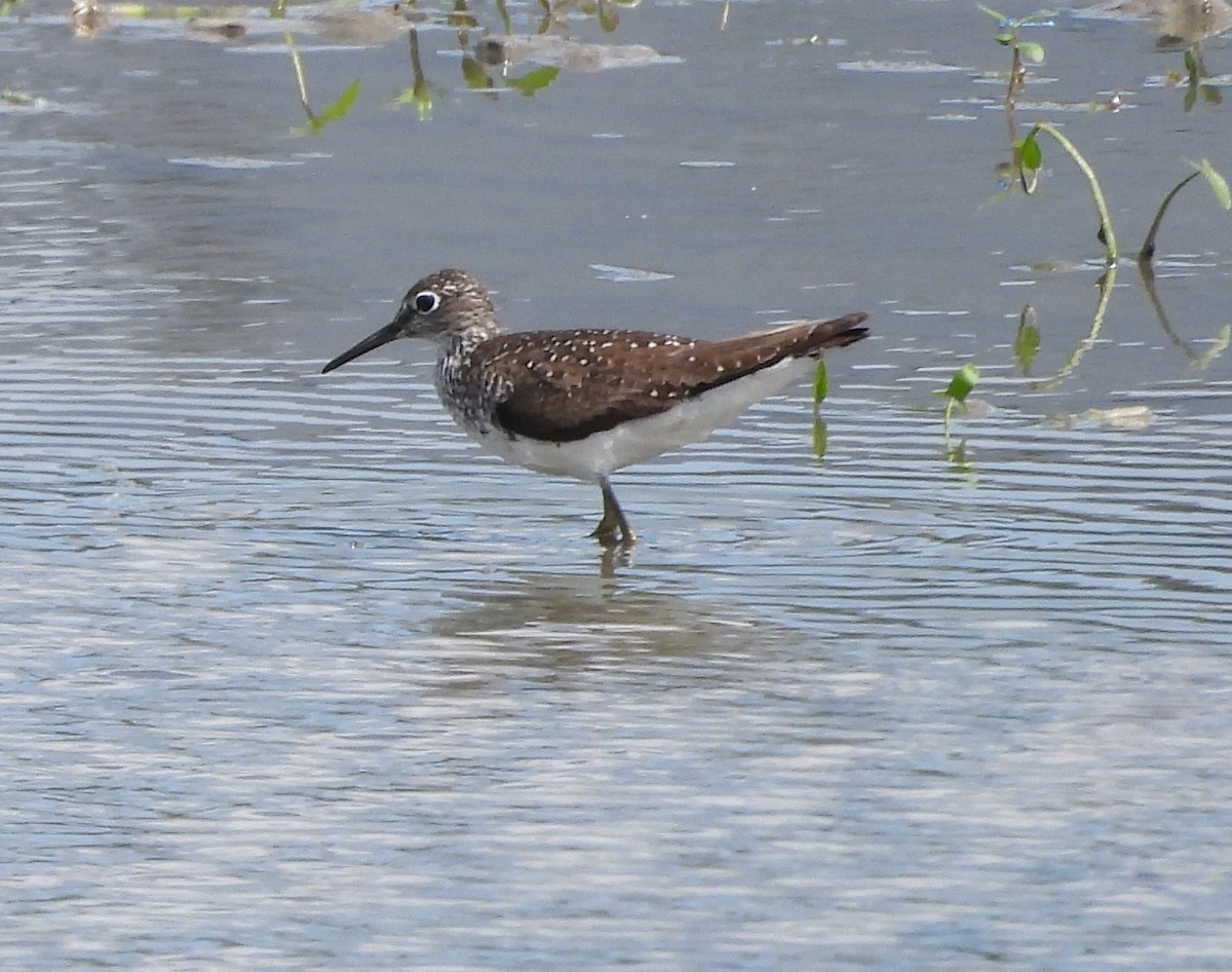 Solitary Sandpiper - ML622108220