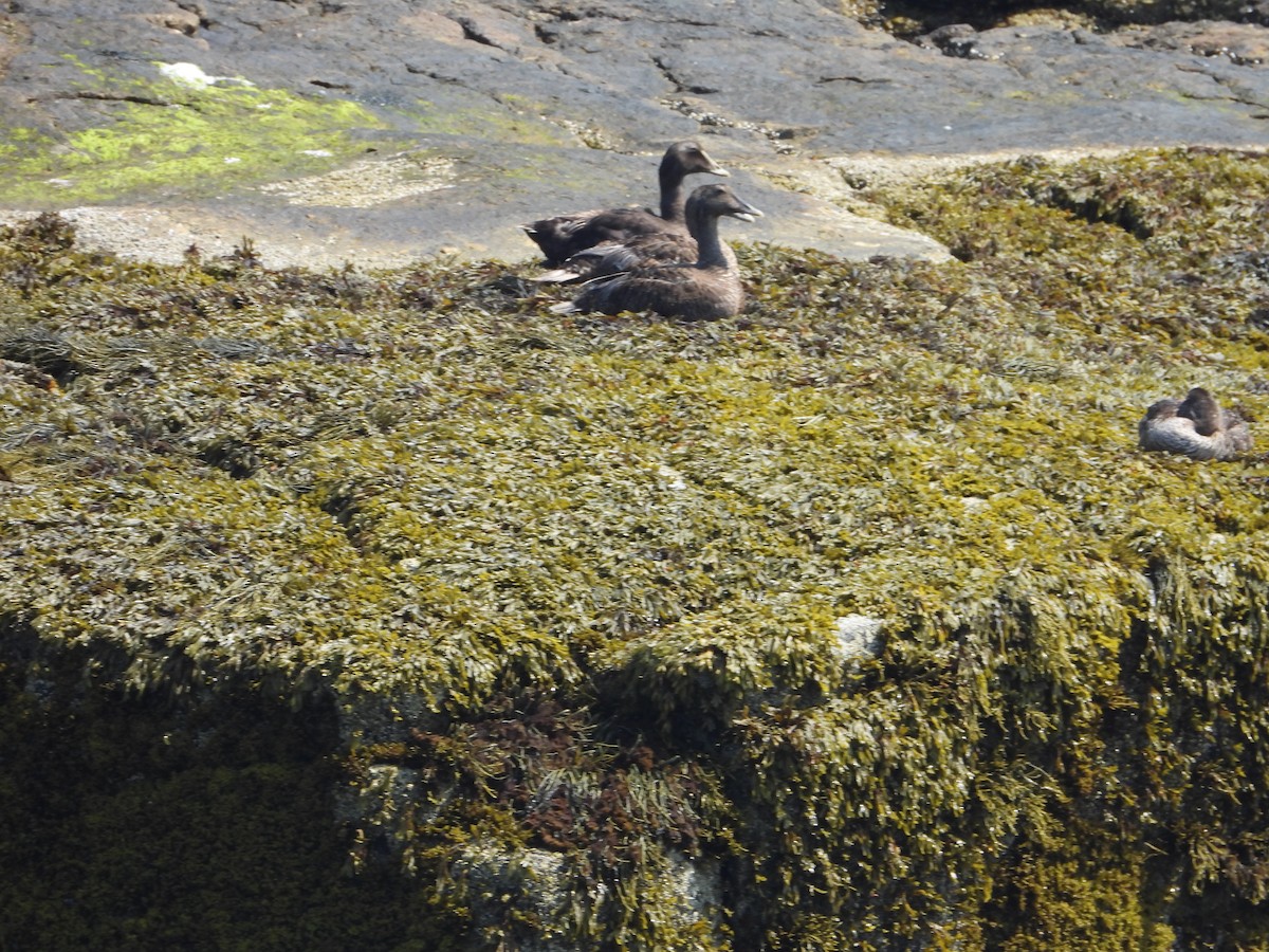 Common Eider - ML622108225