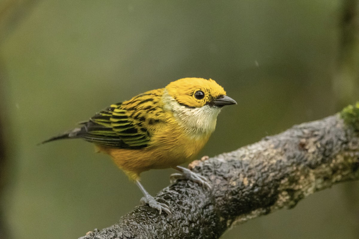 Silver-throated Tanager - ML622108230
