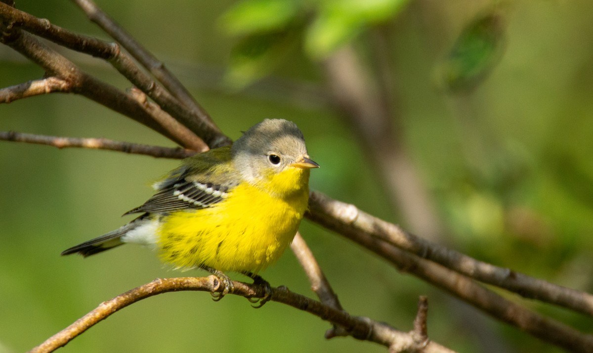 Magnolia Warbler - ML622108234