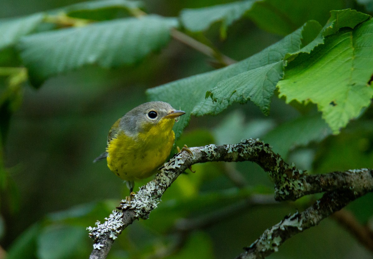 Magnolia Warbler - ML622108235