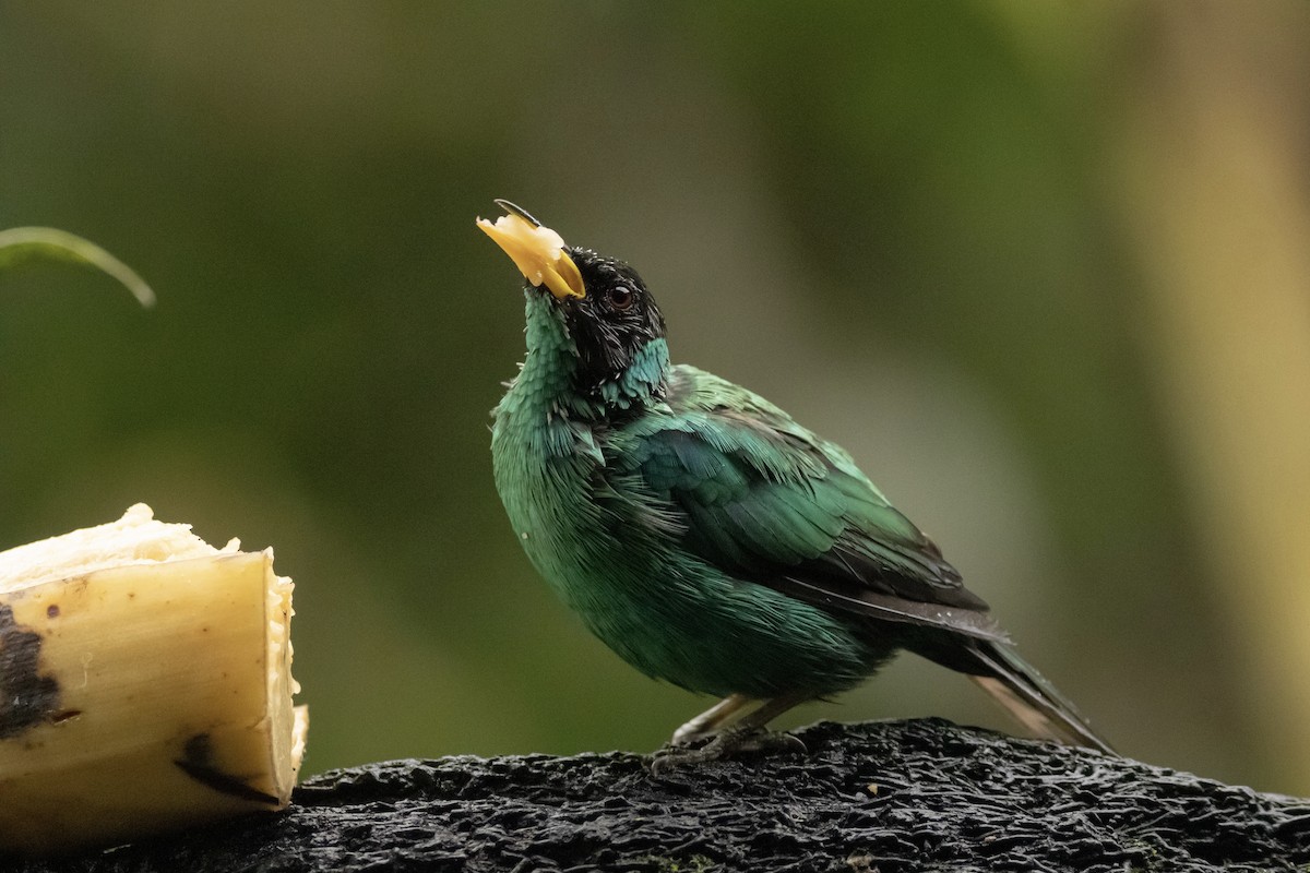 Green Honeycreeper - ML622108238