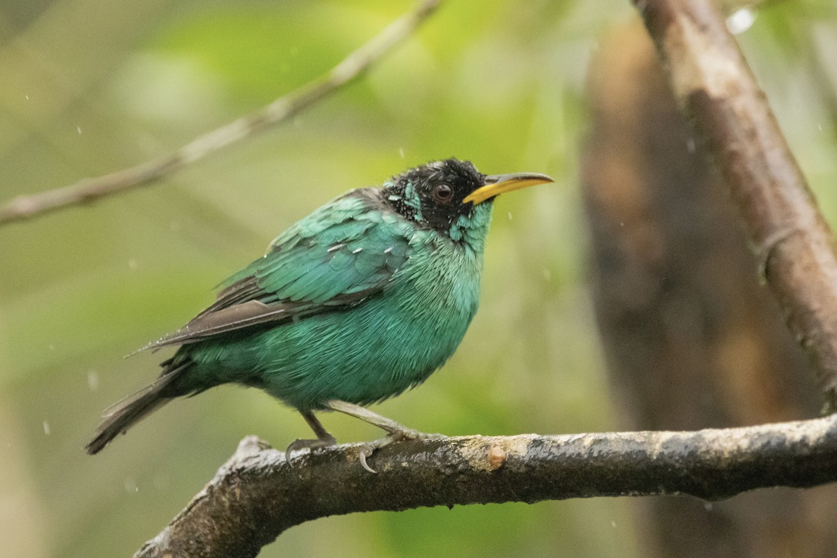 Green Honeycreeper - ML622108239