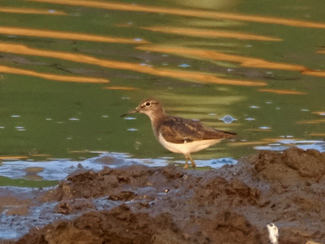 Common Sandpiper - ML622108240