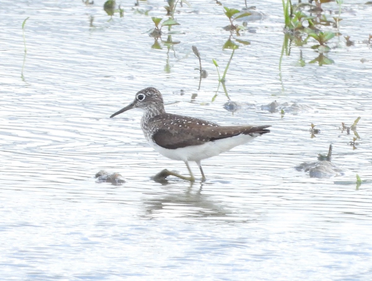 Solitary Sandpiper - ML622108241