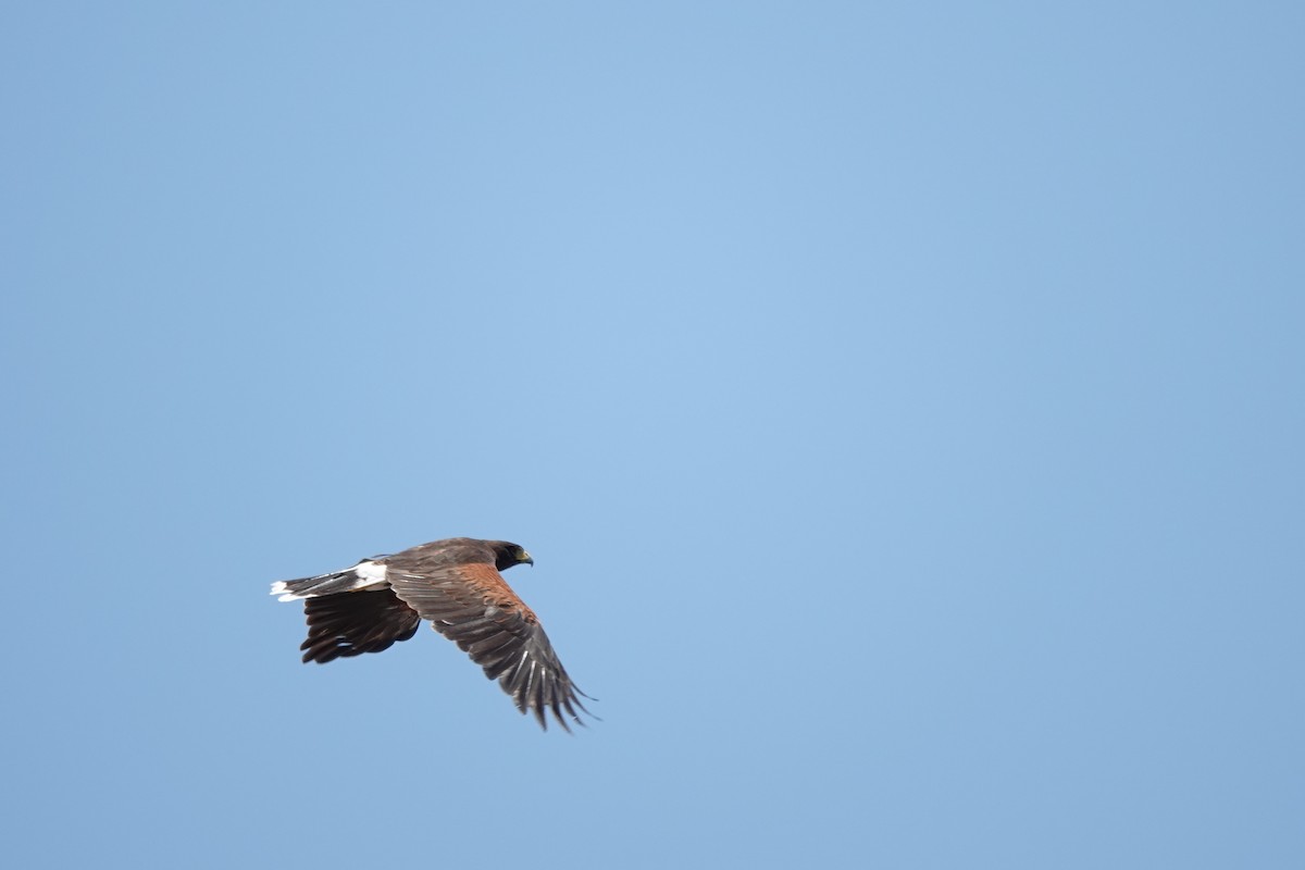 Harris's Hawk - ML622108243