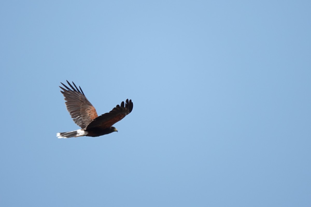 Harris's Hawk - ML622108244