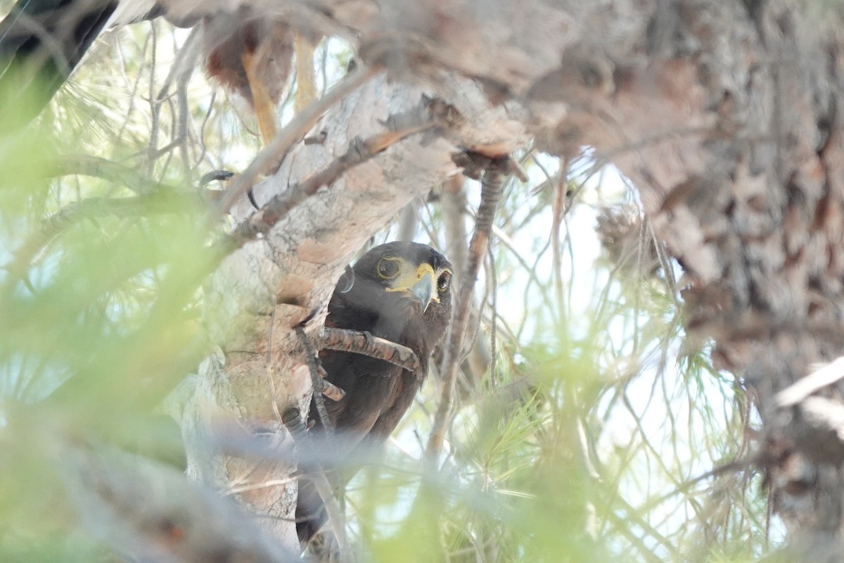 Harris's Hawk - ML622108245