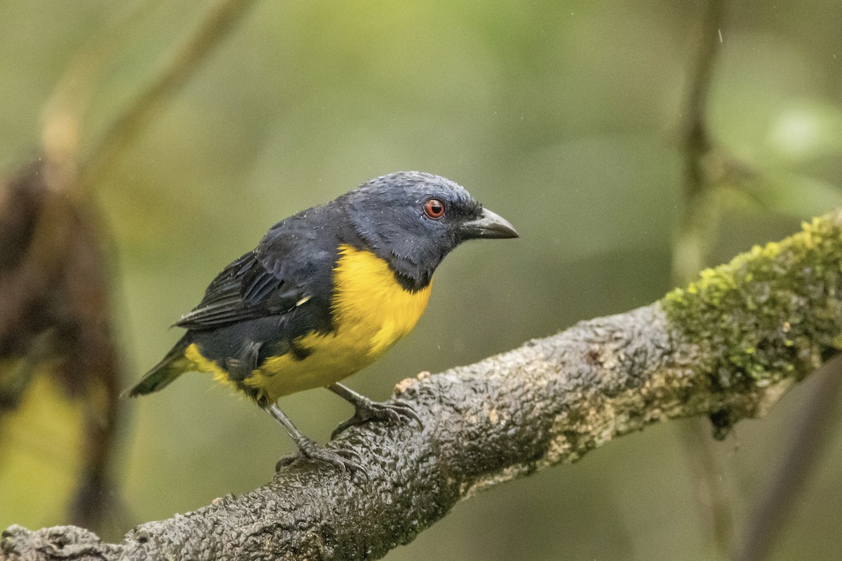 Blue-and-gold Tanager - ML622108246