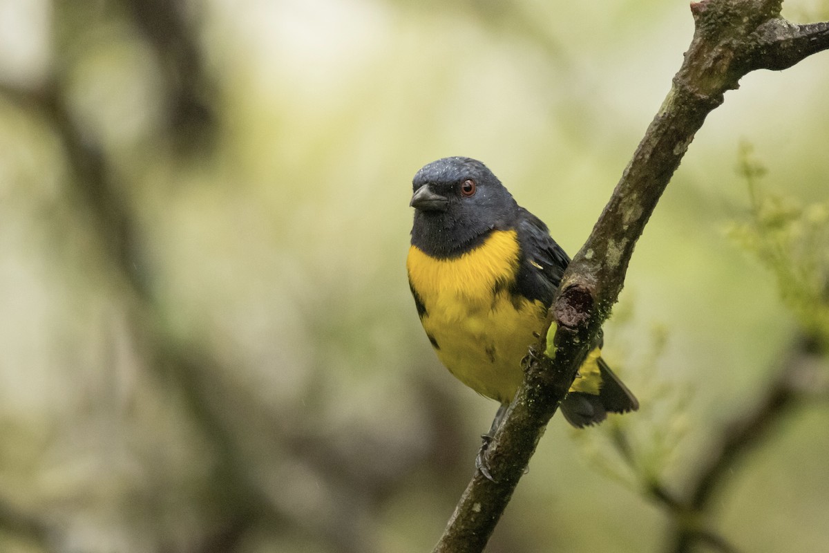 Blue-and-gold Tanager - ML622108247