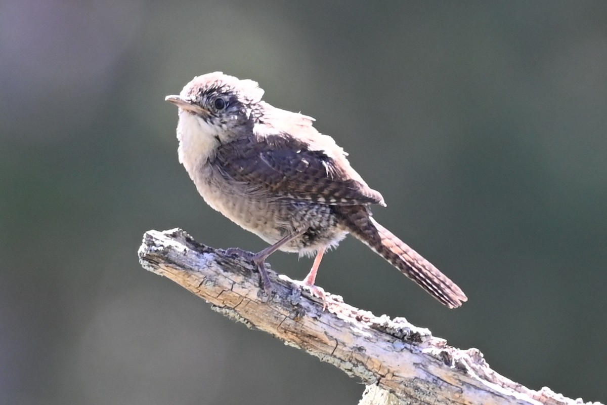 House Wren - ML622108248