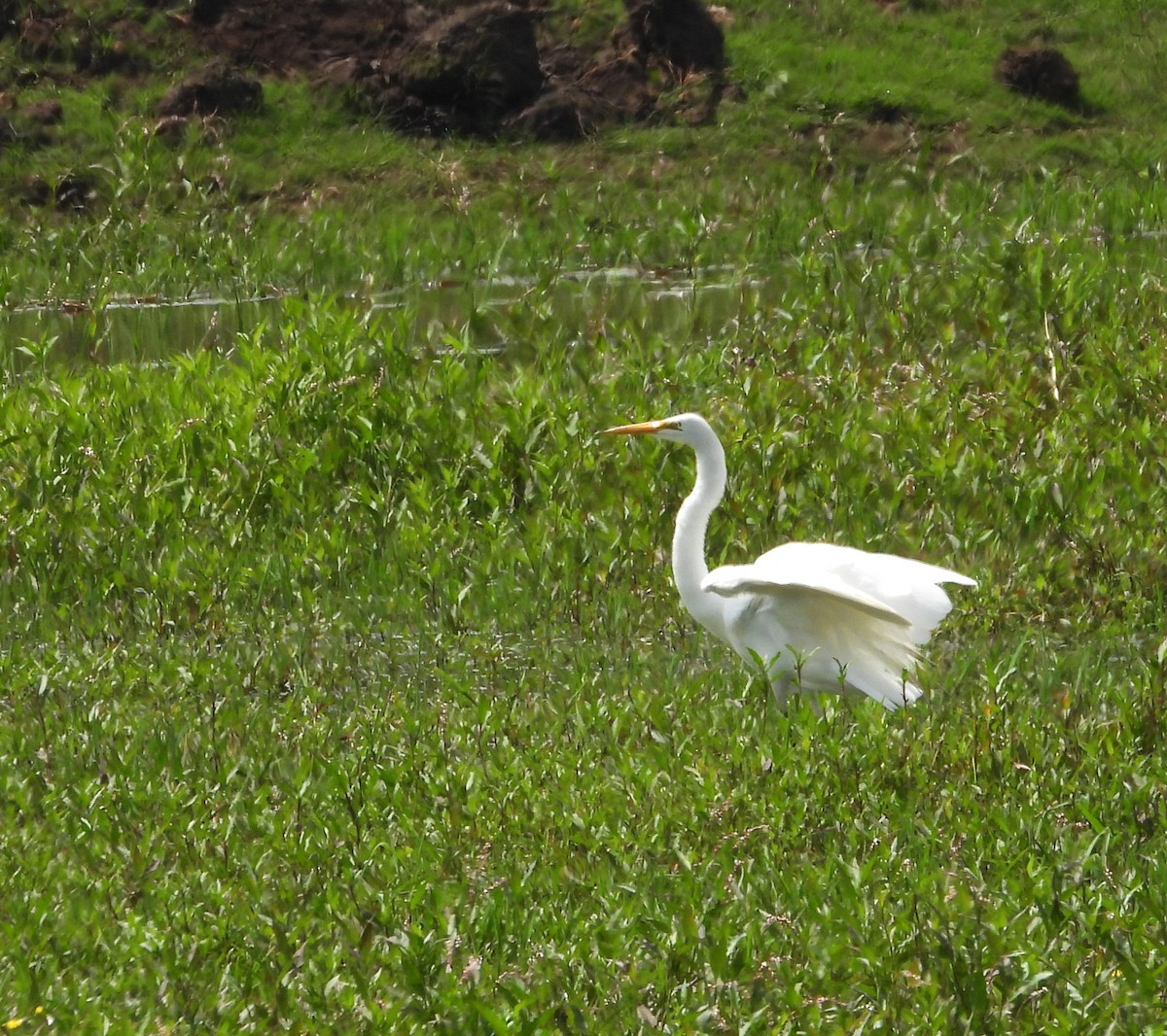 Great Egret - ML622108251