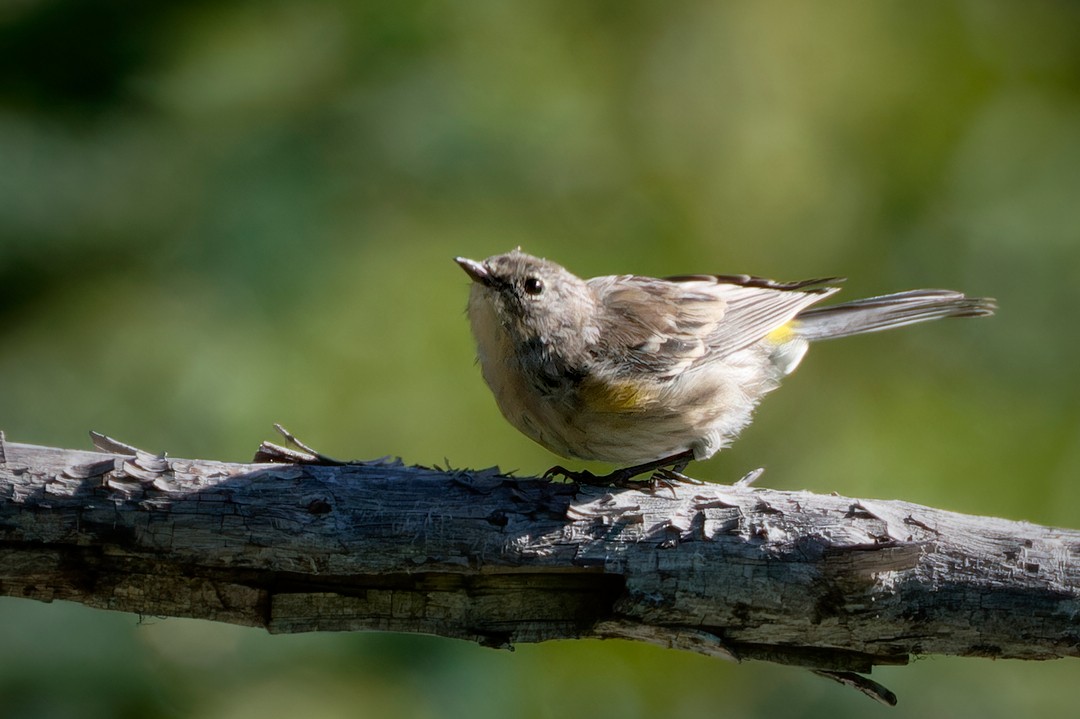 Yellow-rumped Warbler (Audubon's) - ML622108252