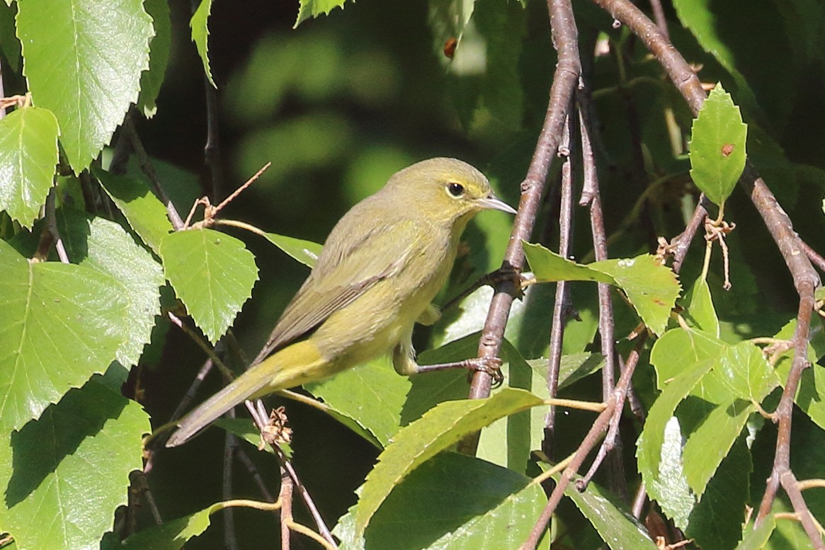 Orange-crowned Warbler - ML622108253