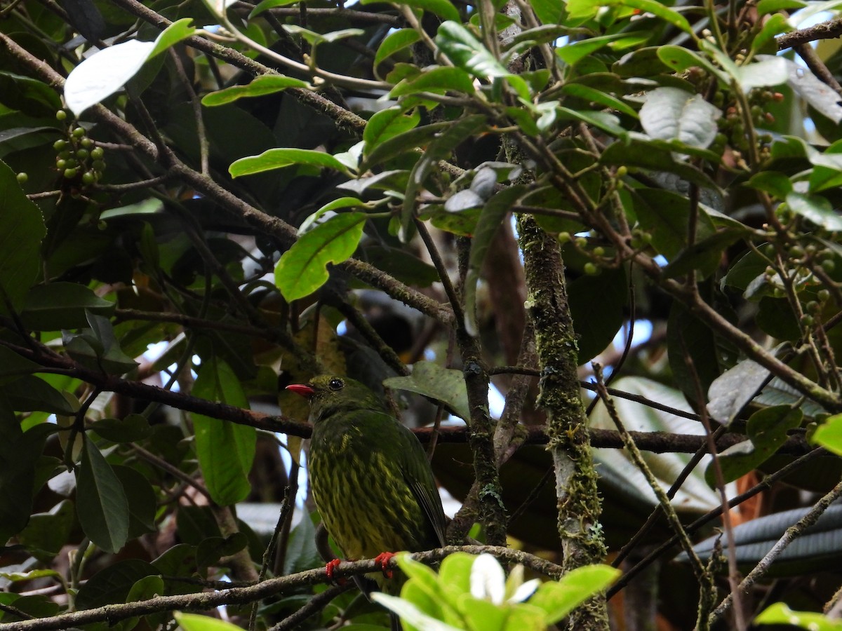 Green-and-black Fruiteater - ML622108254