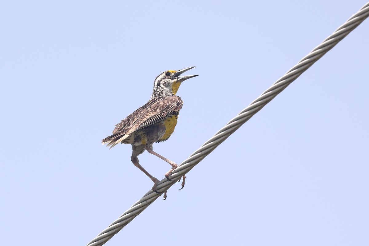 Eastern Meadowlark - ML622108255