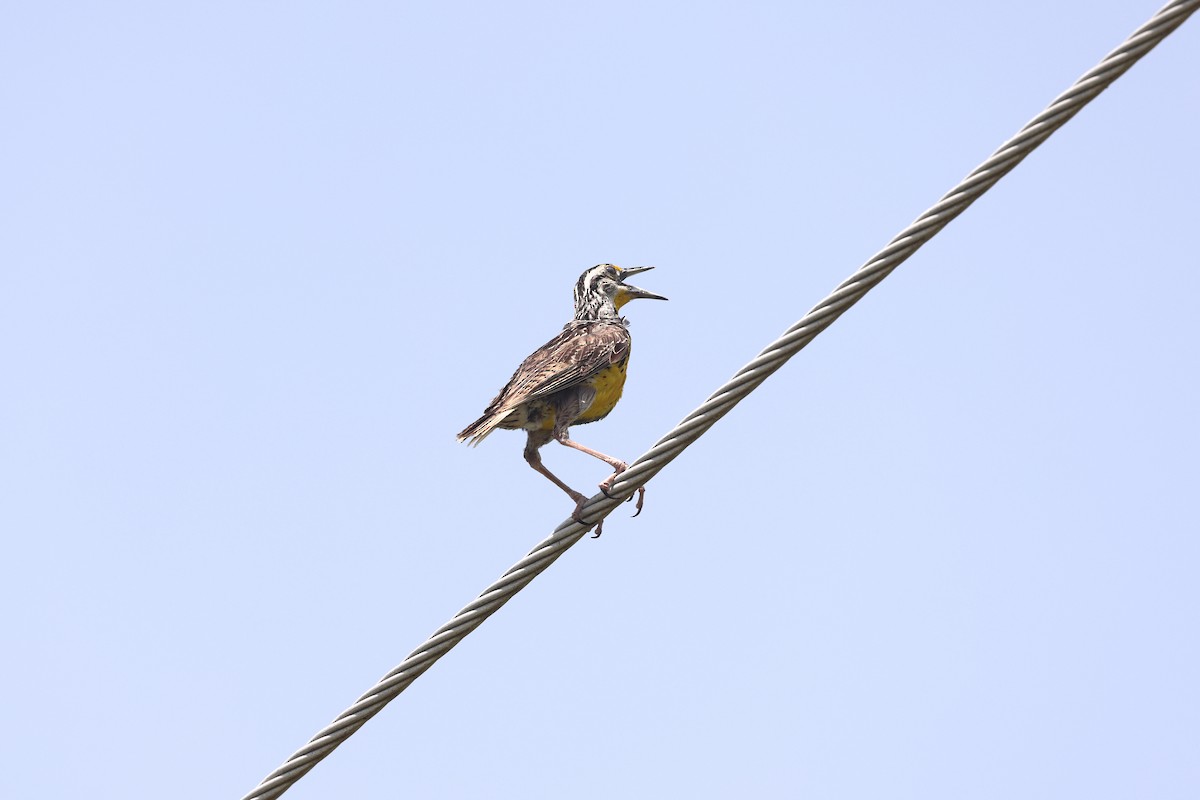 Eastern Meadowlark - ML622108256