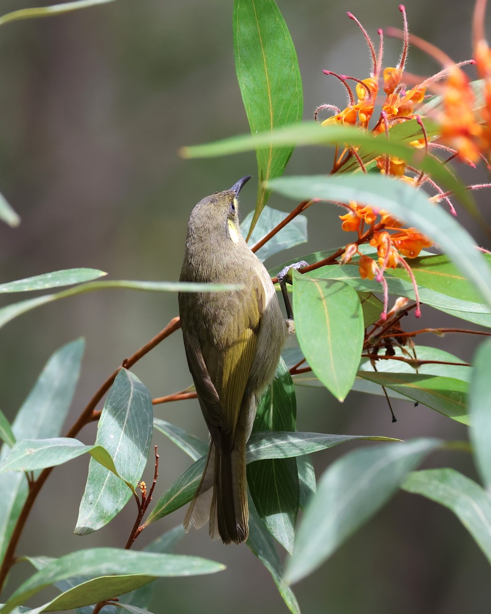 Cryptic Honeyeater - ML622108257