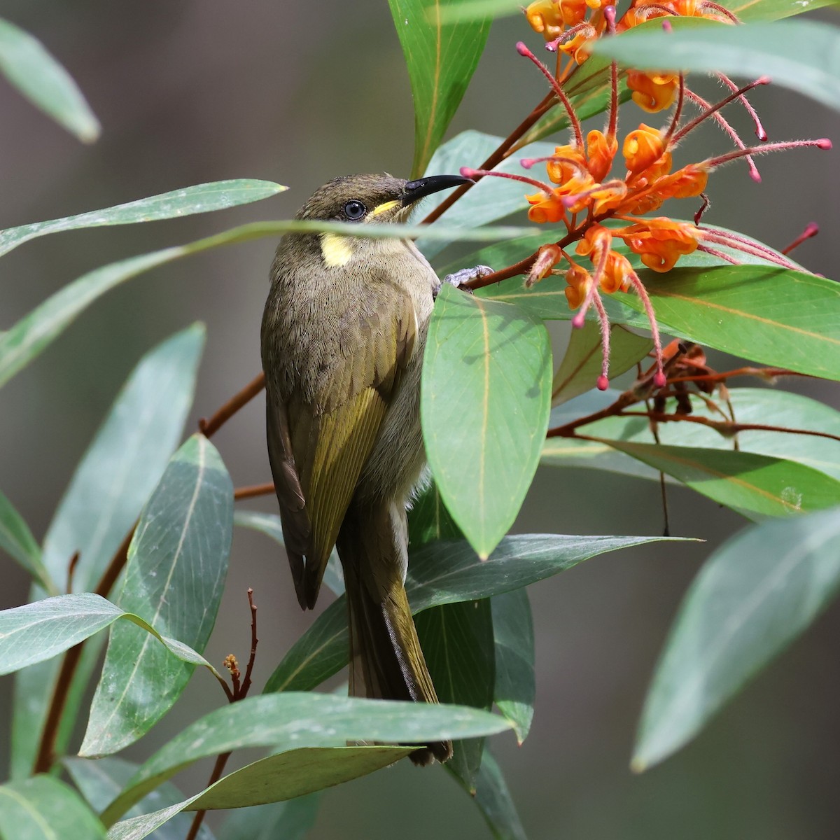 Cryptic Honeyeater - ML622108258