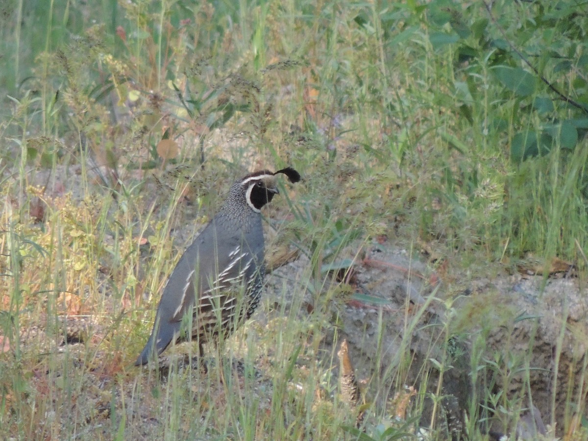 California Quail - ML622108259