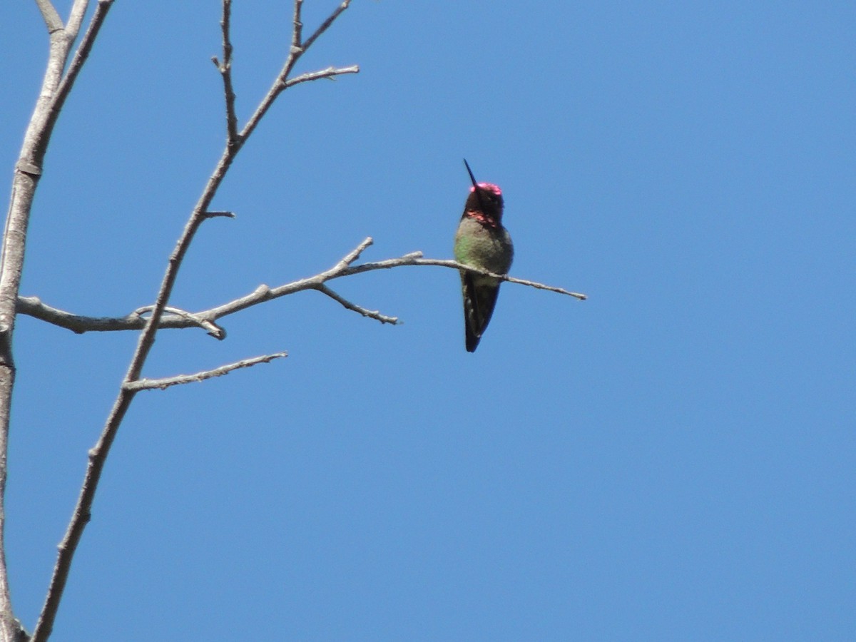 Anna's Hummingbird - ML622108260