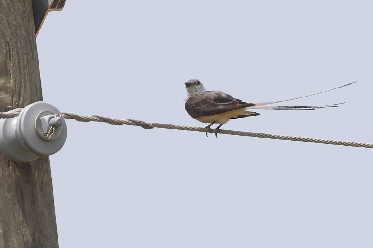 Scissor-tailed Flycatcher - ML622108261