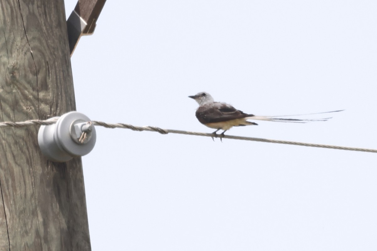 Scissor-tailed Flycatcher - ML622108262