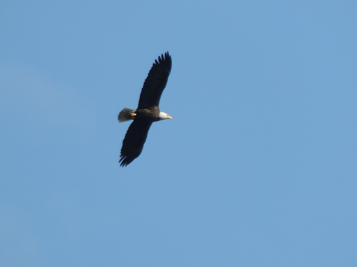 Bald Eagle - Roger Lambert