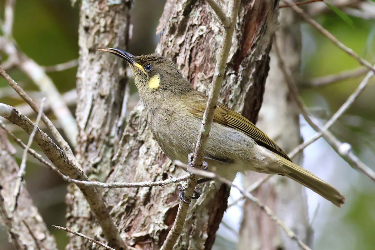 Cryptic Honeyeater - ML622108264