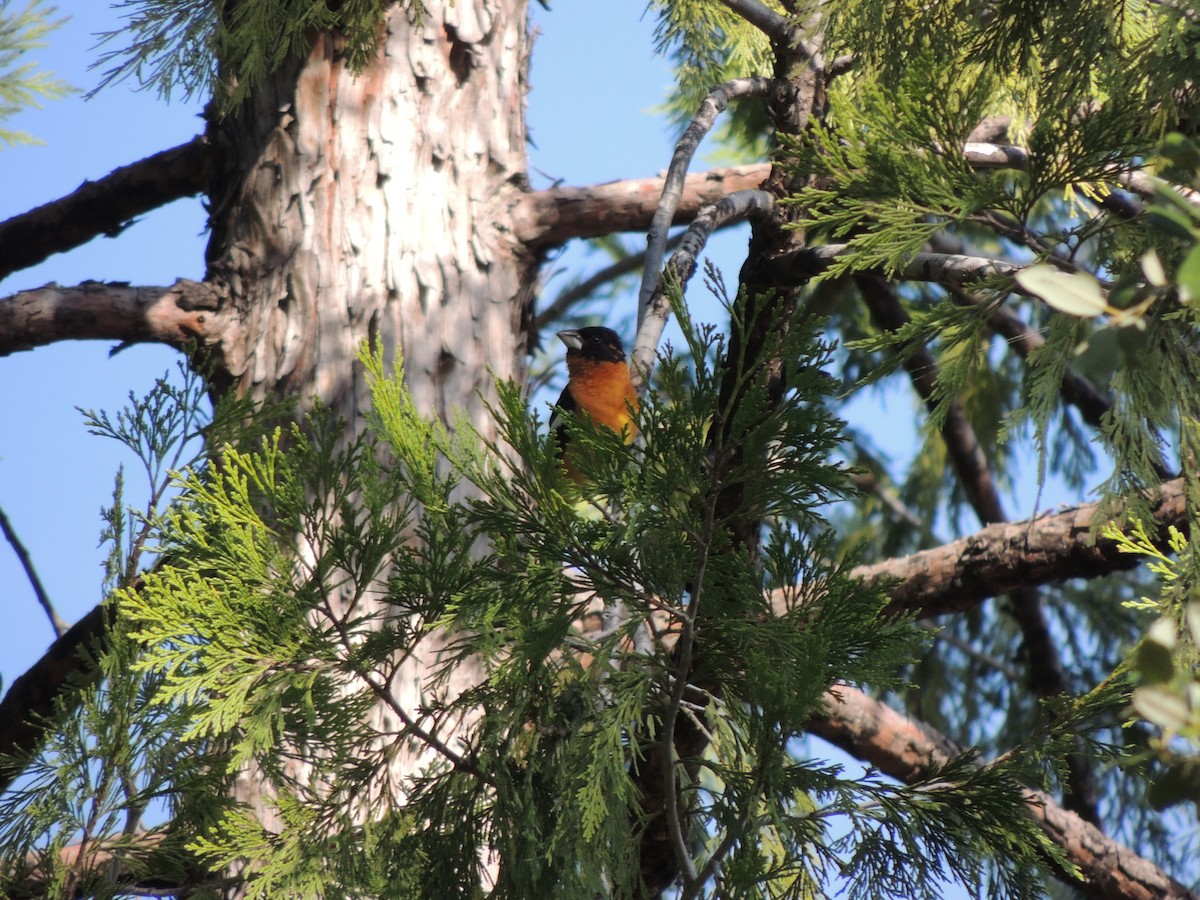 Black-headed Grosbeak - ML622108266