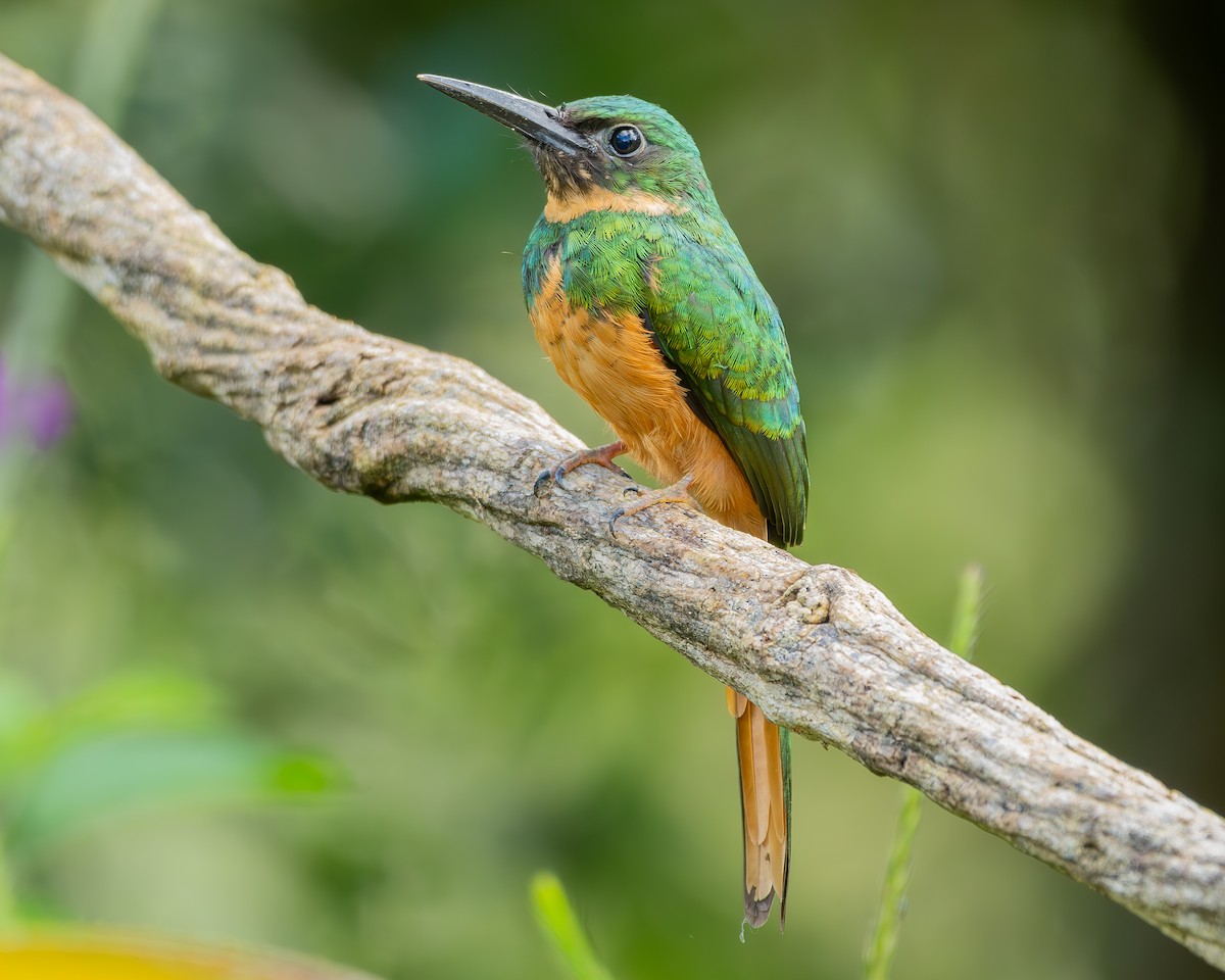 Rufous-tailed Jacamar - ML622108269