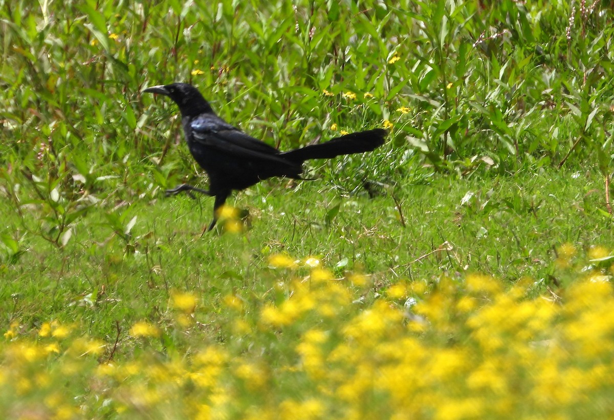 Great-tailed Grackle - ML622108270