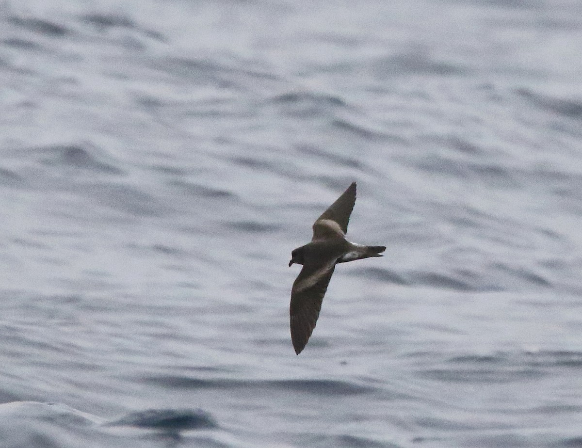 Leach's Storm-Petrel - ML622108273