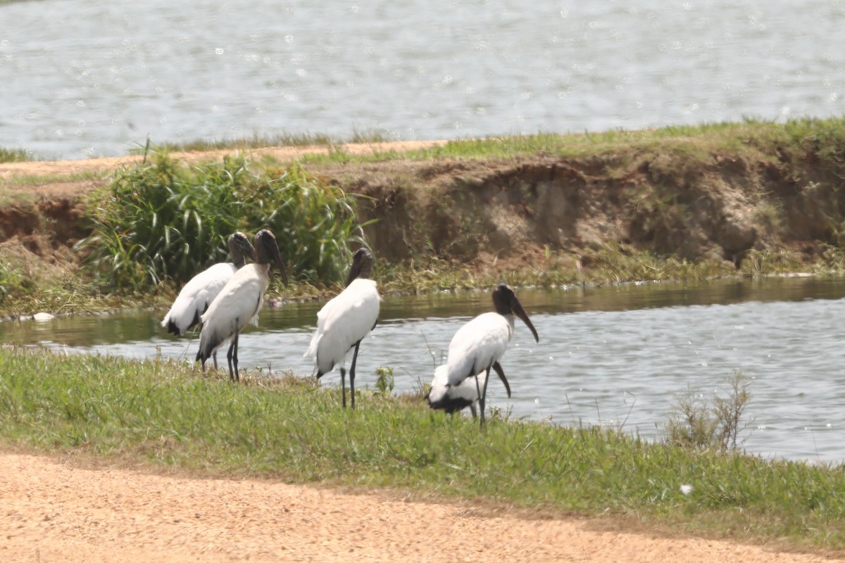 Wood Stork - ML622108274