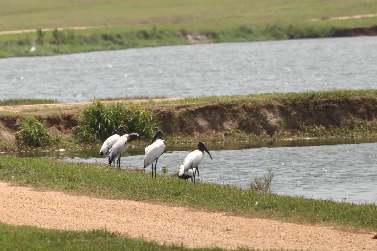 Wood Stork - ML622108275