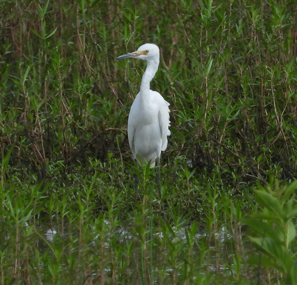 Snowy Egret - ML622108276