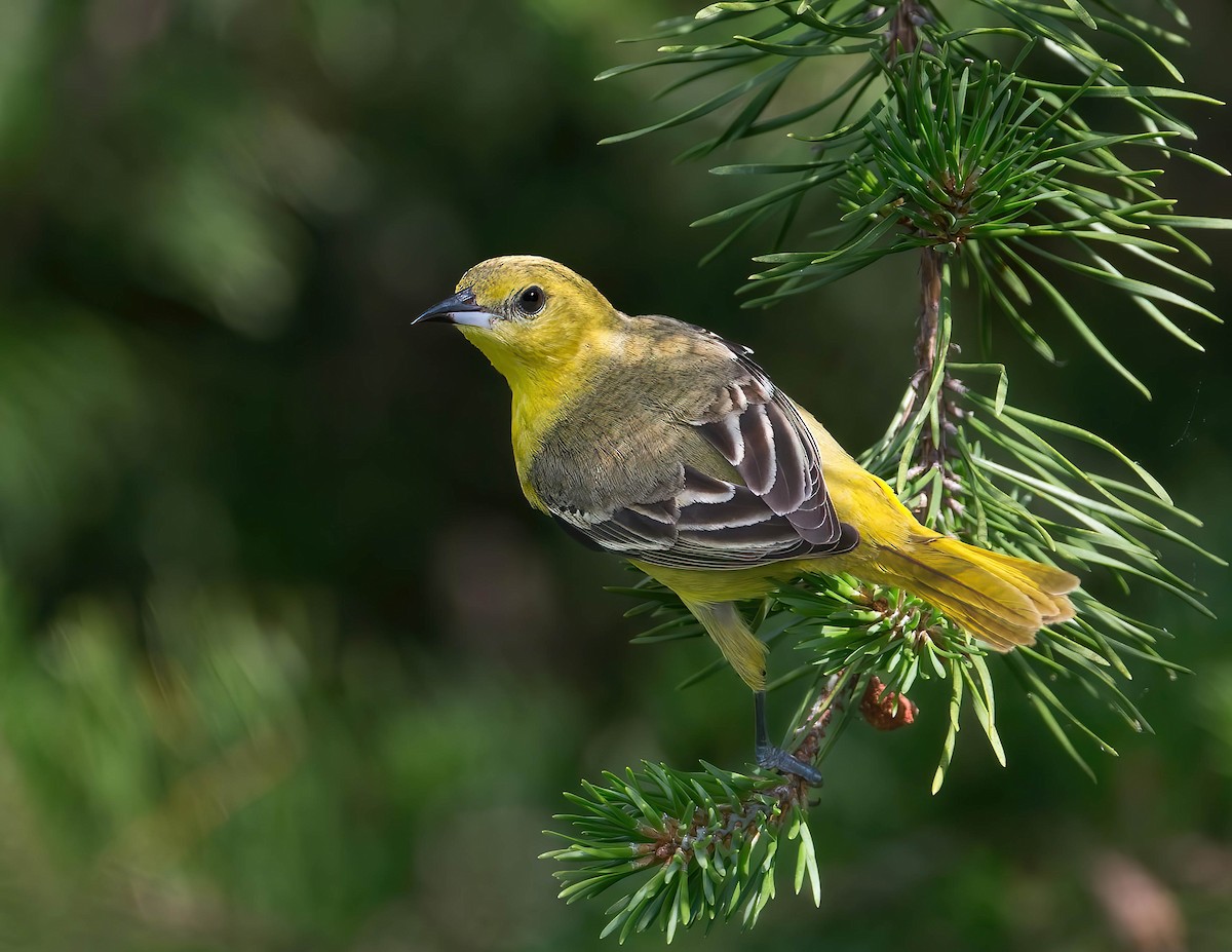 Orchard Oriole - ML622108278