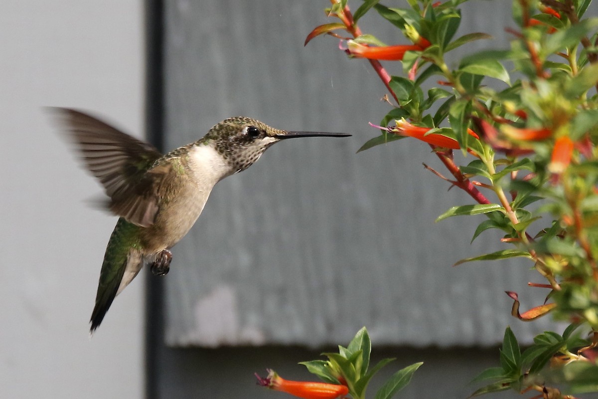 Ruby-throated Hummingbird - ML622108279