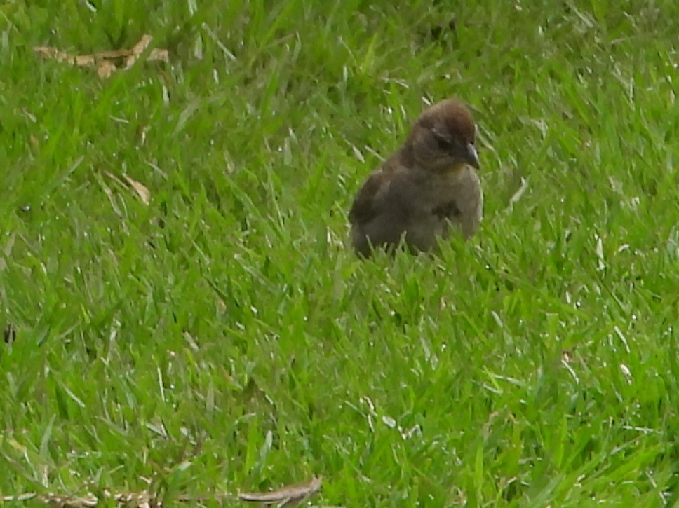 Canyon Towhee - ML622108281