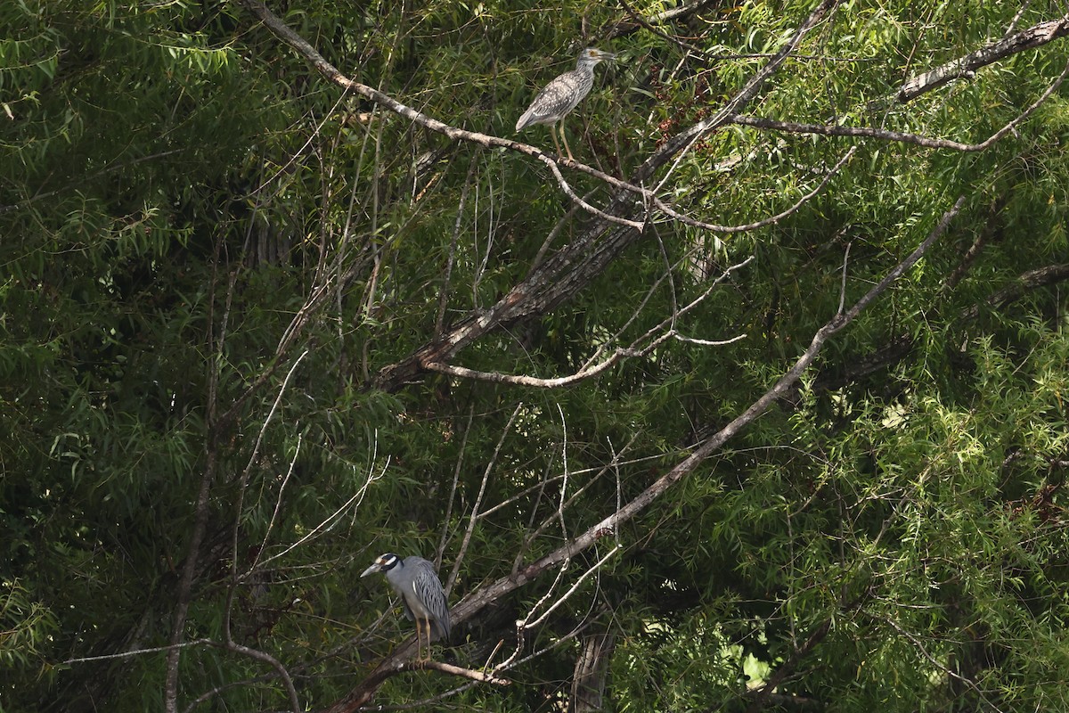 Yellow-crowned Night Heron - ML622108282