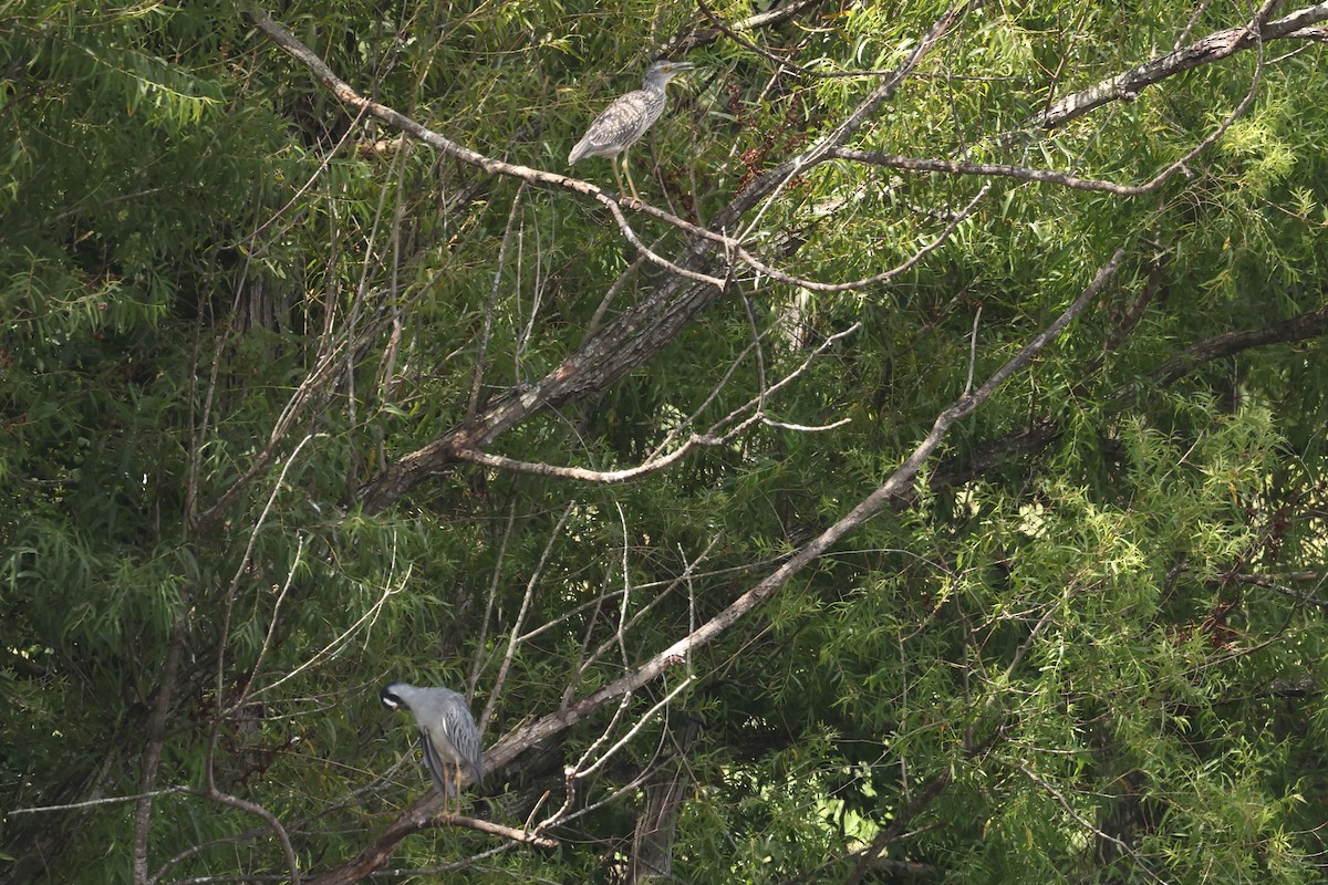 Yellow-crowned Night Heron - ML622108283