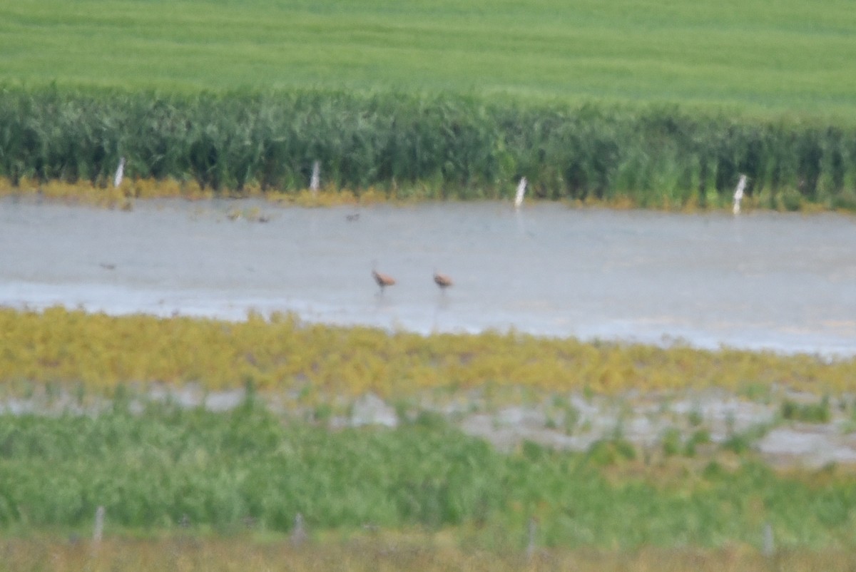 Sandhill Crane - ML622108284