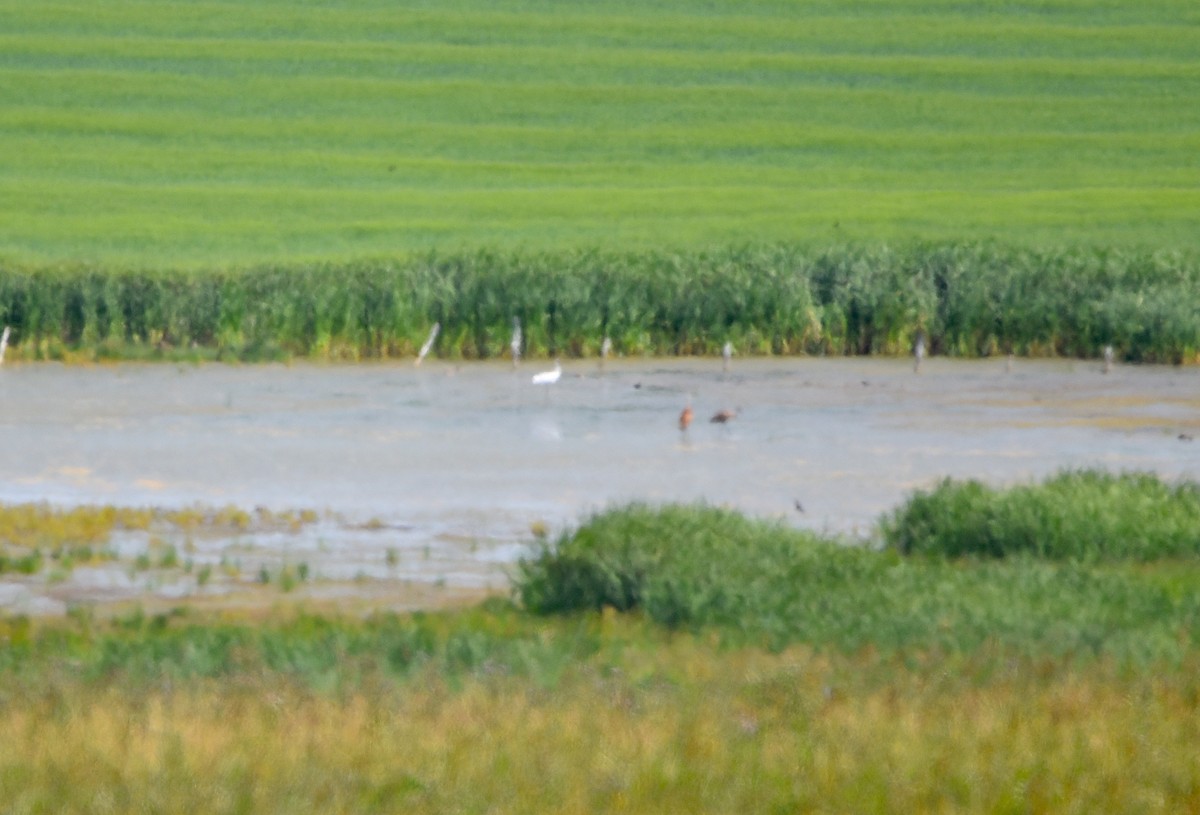 Sandhill Crane - ML622108285