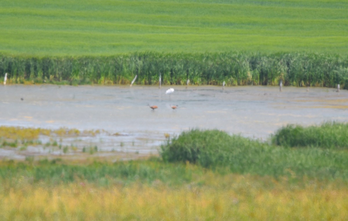 Sandhill Crane - ML622108286