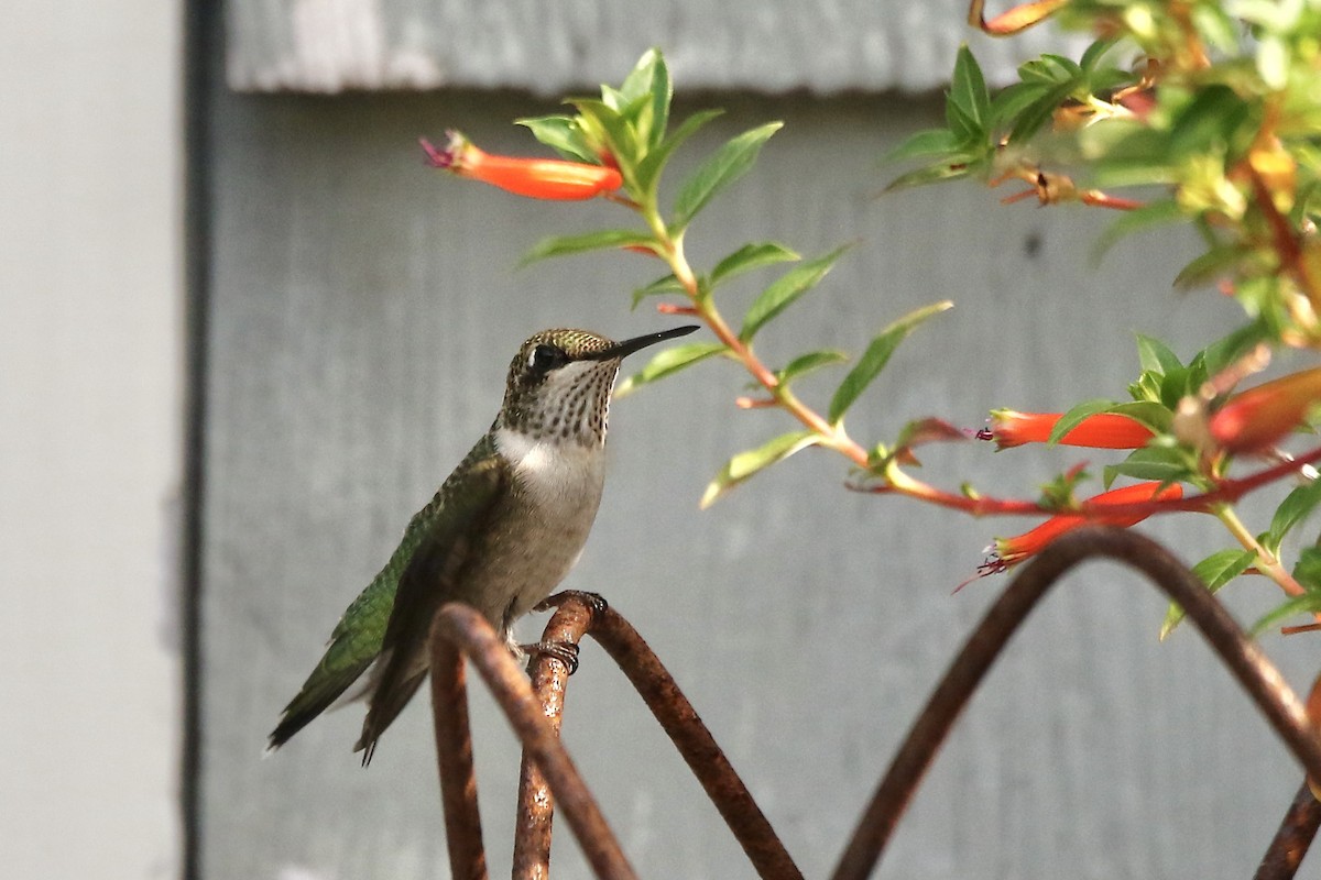 Ruby-throated Hummingbird - ML622108288