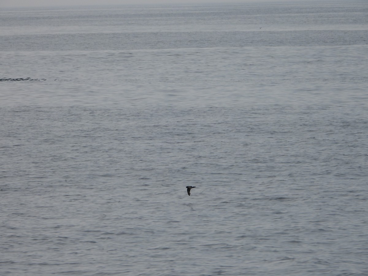 Wilson's Storm-Petrel - ML622108321