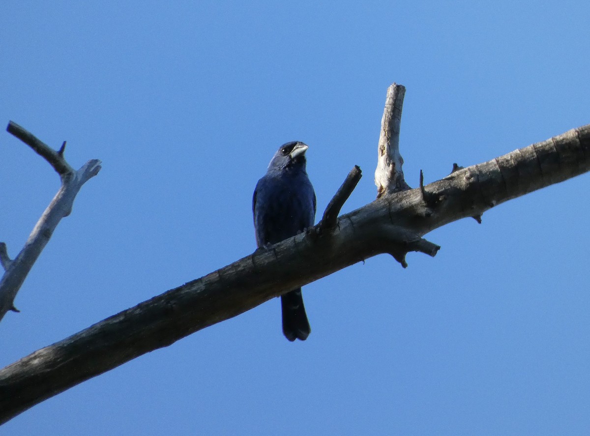 Blue Grosbeak - ML622108324